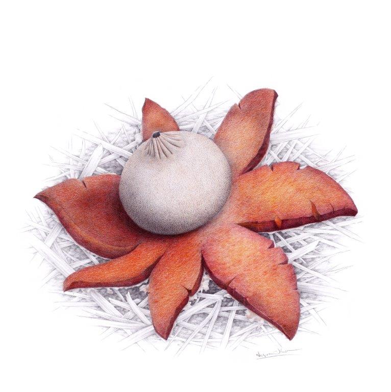 Hvězdovka pouzarova – Kresba - tužky a pastelky